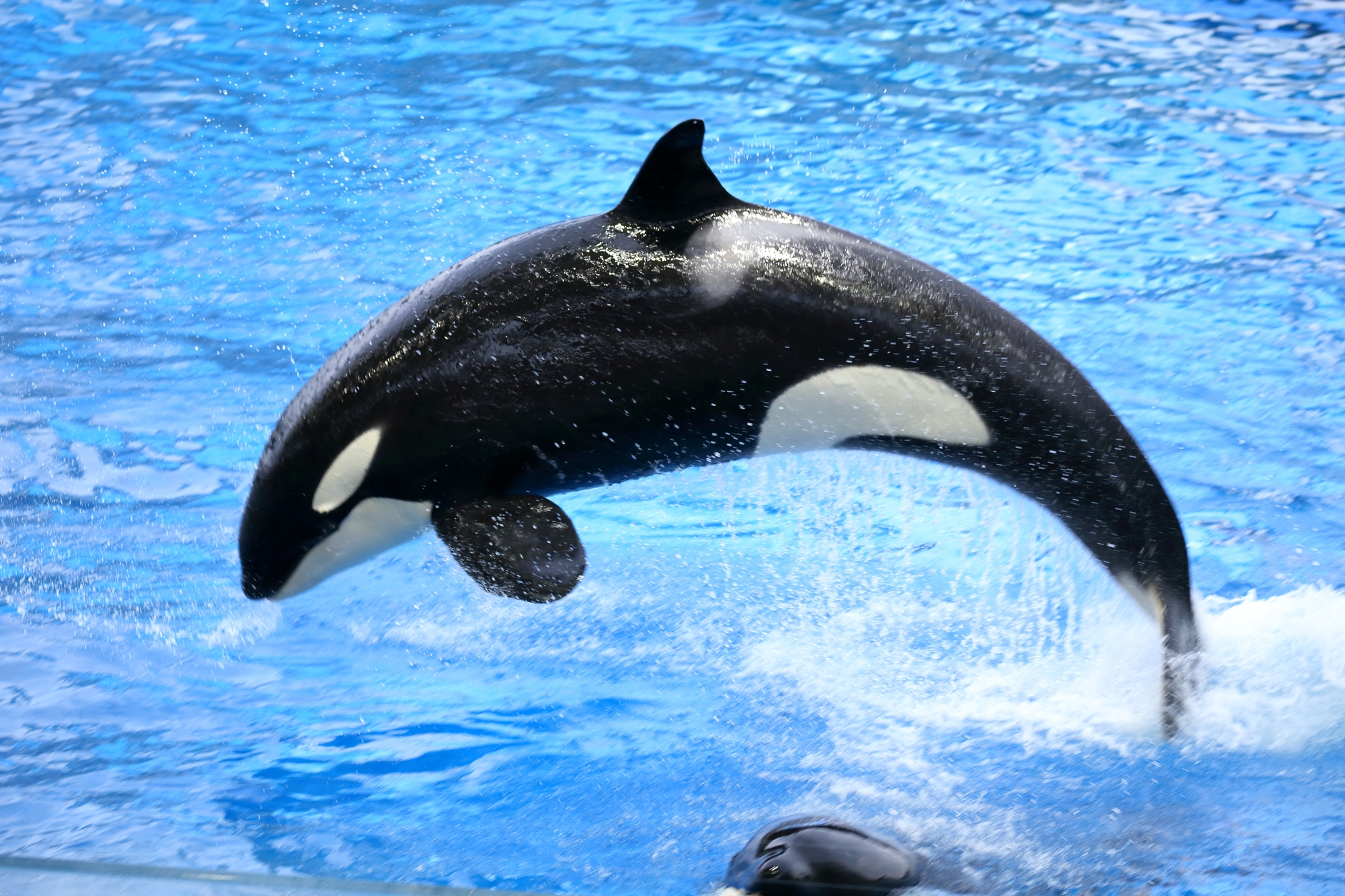 名古屋港水族館